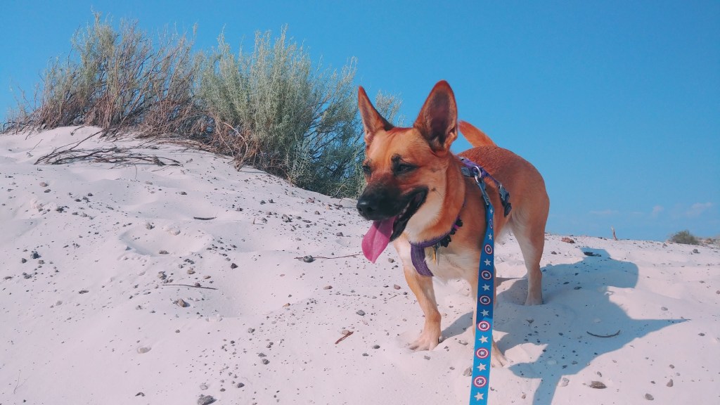 Roaming During ‘Rona – A summer 2020 roadtrip through the American Southwest